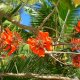 24- Jolies fleurs sous cocotiers 